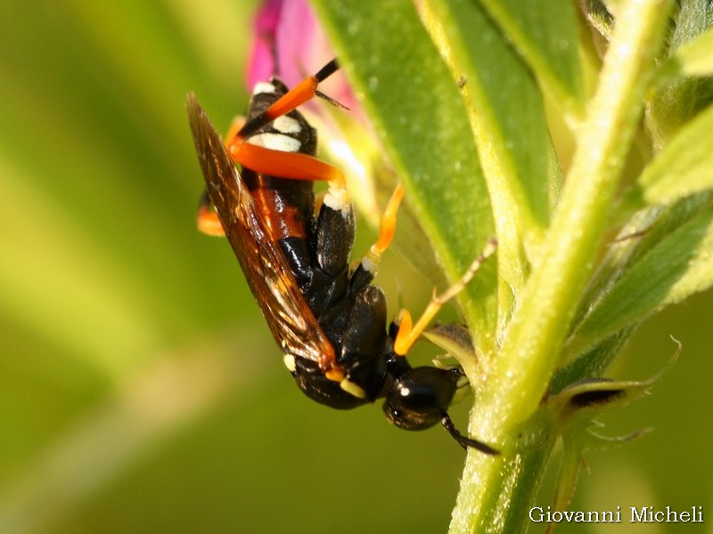 Macrophya rufipes, femmina